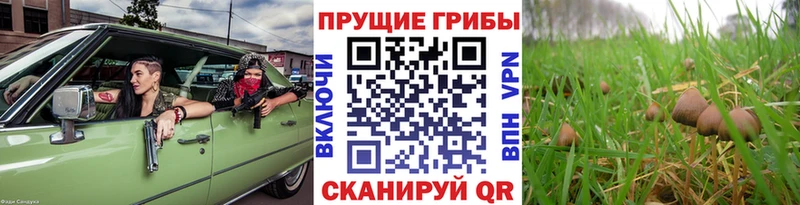 Галлюциногенные грибы мухоморы Кондопога